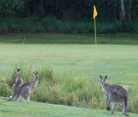 Sunshine Coast Golf